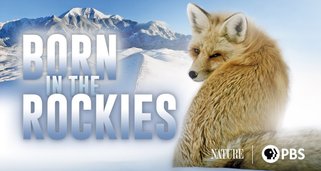 Die Rockies – Überleben in der Wildnis