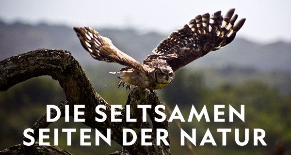 Die seltsamen Seiten der Natur – Bild: National Geographic