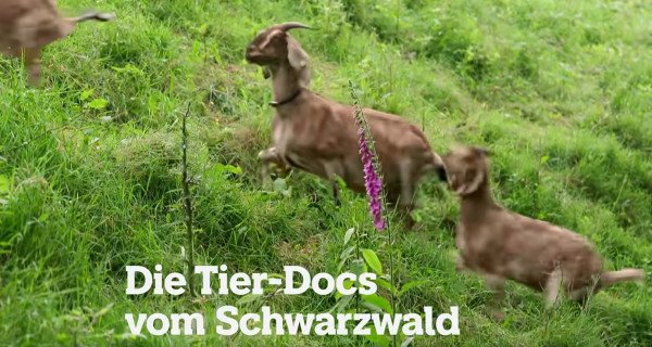 Die Tier-Docs vom Schwarzwald – Bild: SWR Die Tier-Docs vom Schwarzwald – Bild: SWR