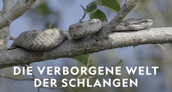 Die verborgene Welt der Schlangen – Bild: National Geographic Die verborgene Welt der Schlangen – Bild: National Geographic