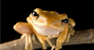 Die verrückte Welt der Amphibien Die verrückte Welt der Amphibien