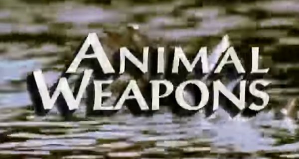 Die Waffen der Tiere – Bild: Wild Visuals Die Waffen der Tiere – Bild: Wild Visuals