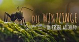Die Winzlinge in freier Wildbahn – Bild: arte/Flair Production/Patrick Wack
