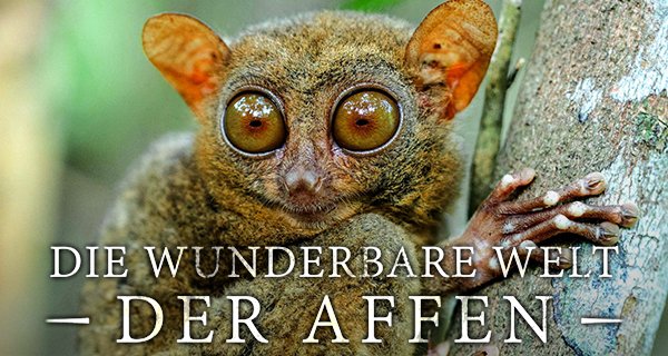 Die wunderbare Welt der Affen – Bild: ORF/BBC/Mark MacEwen Die wunderbare Welt der Affen – Bild: ORF/BBC/Mark MacEwen