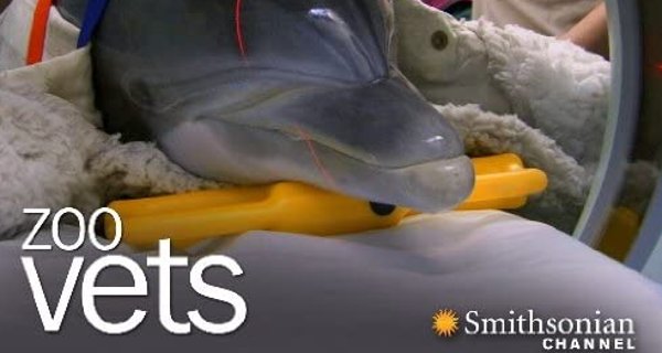Die Zoo-Tierärzte – Bild: Smithsonian Channel