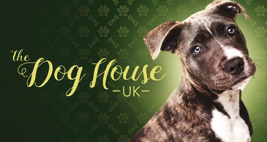 Dog House – Hundevermittlung mit Herz – Bild: Channel 4/Five Mile Films Dog House – Hundevermittlung mit Herz – Bild: Channel 4/Five Mile Films