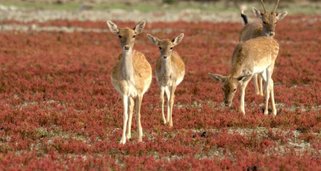 Doñana – Spaniens Garten Eden