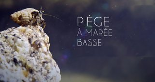 Ebbe: Gefangen auf Zeit Ebbe: Gefangen auf Zeit