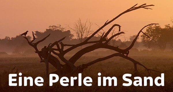 Eine Perle im Sand – Bild: Terra Mater Studios GmbH/Waterhole Films/Deeble & Stone Eine Perle im Sand – Bild: Terra Mater Studios GmbH/Waterhole Films/Deeble & Stone