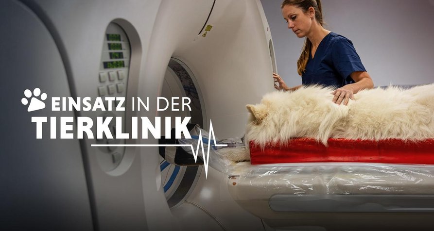 Einsatz in der Tierklinik – Bild: ZDF