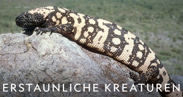 Erstaunliche Kreaturen – Bild: National Geographic Erstaunliche Kreaturen – Bild: National Geographic