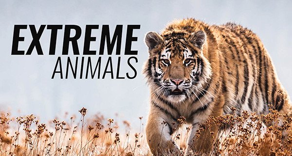 Extreme Animals – Bild: Blue Ant Media Extreme Animals – Bild: Blue Ant Media