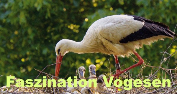 Faszination Vogesen – Bild: ZDF/SRF1/Klaus Scheurich