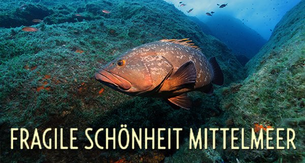 Fragile Schönheit Mittelmeer – Bild: arte/Sandrine Ruitton Fragile Schönheit Mittelmeer – Bild: arte/Sandrine Ruitton