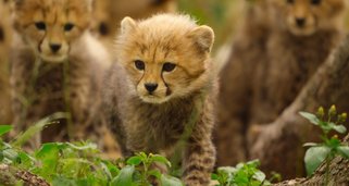Für die Wildnis geboren Für die Wildnis geboren