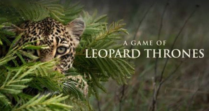 Game of Leopard Thrones – Bild: WildEarth TV Game of Leopard Thrones – Bild: WildEarth TV