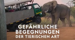 Gefährliche Begegnungen der tierischen Art