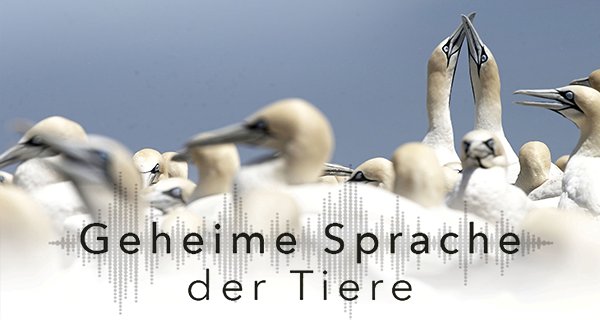 Geheime Sprache der Tiere – Bild: Love Nature Geheime Sprache der Tiere – Bild: Love Nature