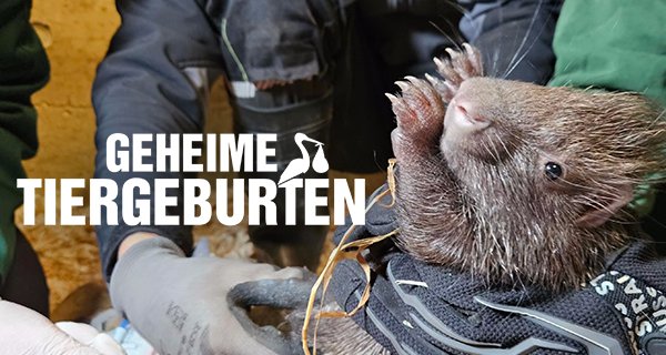 Geheime Tiergeburten – Bild: RTL/Docma TV Geheime Tiergeburten – Bild: RTL/Docma TV
