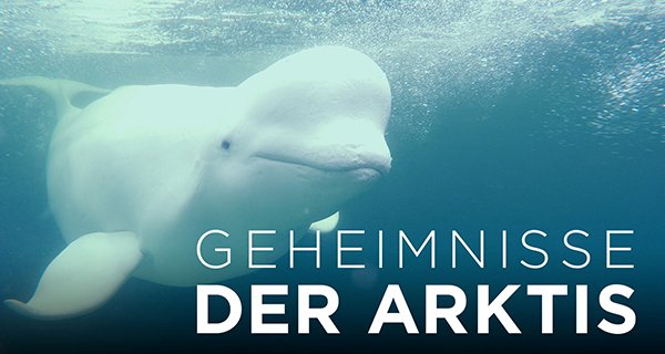 Geheimnisse der Arktis – Bild: Love Nature