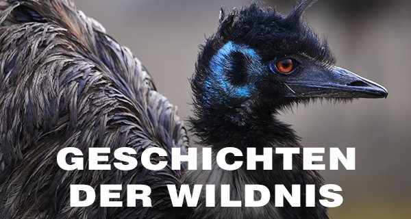 Geschichten der Wildnis – Bild: ZDF/Wildbear Entertainment Geschichten der Wildnis – Bild: ZDF/Wildbear Entertainment