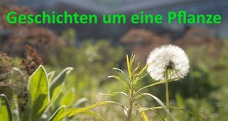 Geschichten um eine Pflanze