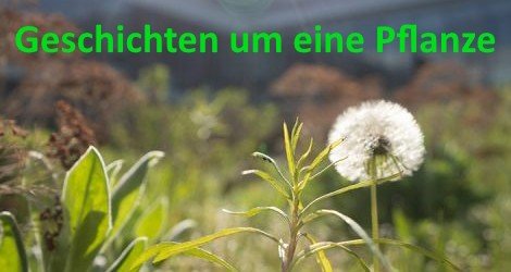 Geschichten um eine Pflanze – Bild: arte.tv Geschichten um eine Pflanze – Bild: arte.tv