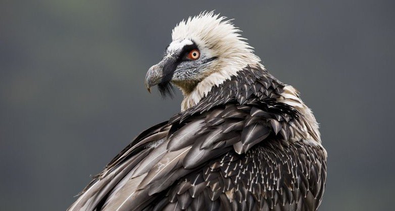 Gipfelstürmer – Europas alpine Wildnis – Bild: Terra Mater / Boreales / Cyril Ruoso Gipfelstürmer – Europas alpine Wildnis – Bild: Terra Mater / Boreales / Cyril Ruoso