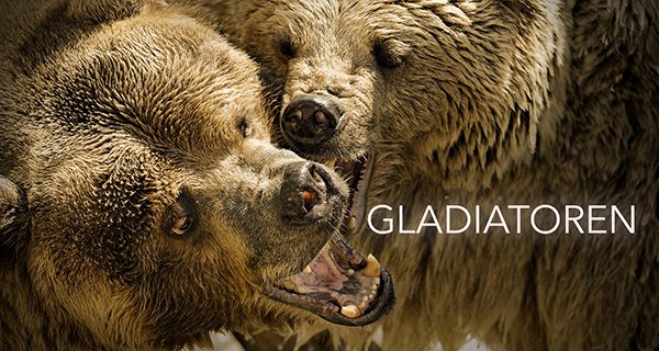 Gladiatoren – Bild: Love Nature