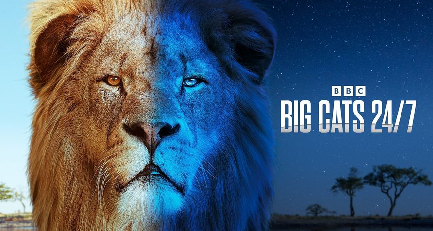 Großkatzen 24/7 – Bild: BBC Studios / BBC Natural History Unit Großkatzen 24/7 – Bild: BBC Studios / BBC Natural History Unit
