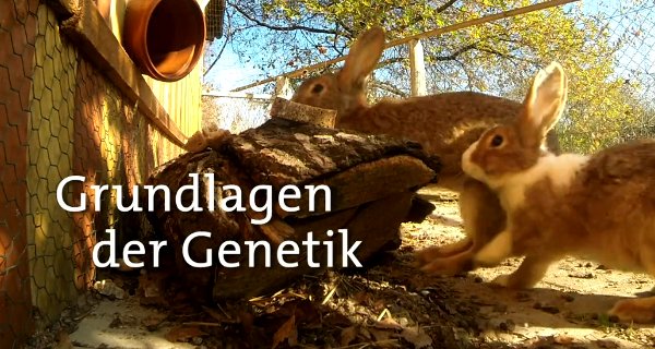 Grundlagen der Genetik – Bild: Bayerisches Fernsehen Grundlagen der Genetik – Bild: Bayerisches Fernsehen