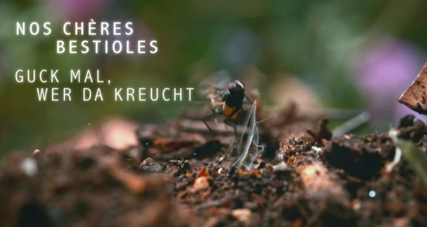 Guck mal, wer da kreucht – Bild: arte/France Television/Flair Productions Guck mal, wer da kreucht – Bild: arte/France Television/Flair Productions