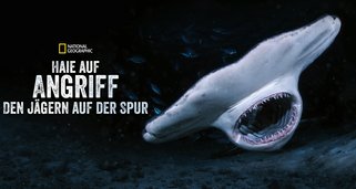 Haie auf Angriff – Den Jägern auf der Spur