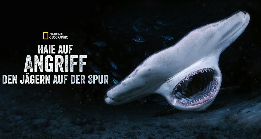 Haie auf Angriff – Den Jägern auf der Spur – Bild: National Geographic Wild Haie auf Angriff – Den Jägern auf der Spur – Bild: National Geographic Wild