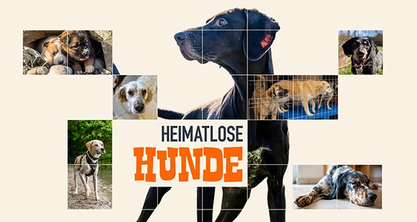Heimatlose Hunde – Bild: MDR Heimatlose Hunde – Bild: MDR