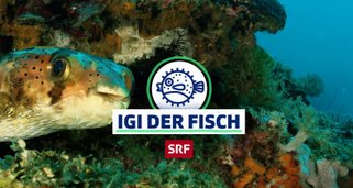 Igi der Fisch