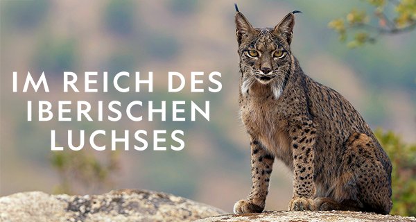 Im Reich des Iberischen Luchses – Bild: National Geographic/Into The Wild Productions Im Reich des Iberischen Luchses – Bild: National Geographic/Into The Wild Productions