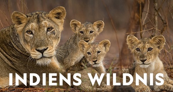 Indiens Wildnis – Bild: National Geographic Wild