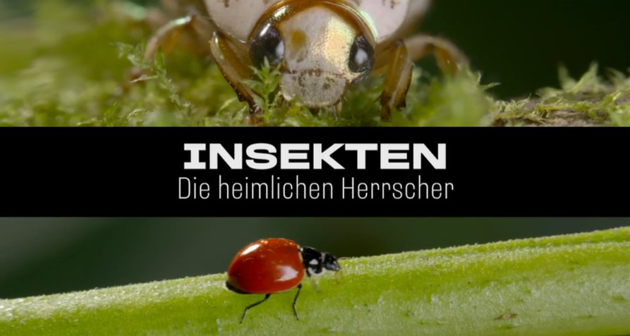 Insekten – Die heimlichen Herrscher – Bild: arte