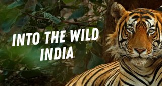 Into the Wild: Indien