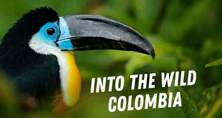 Into the Wild: Kolumbien