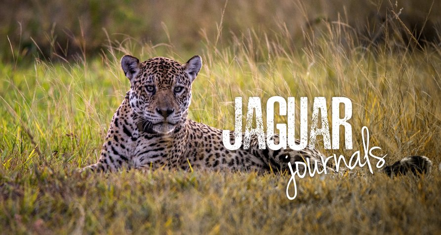 Jaguar Tagebücher – Bild: Off the Fence Jaguar Tagebücher – Bild: Off the Fence
