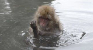 Japans Wildnis Japans Wildnis