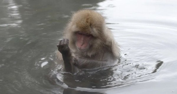 Japans Wildnis – Bild: National Geographic