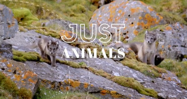 Just Animals – Bild: Wildbear Entertainment