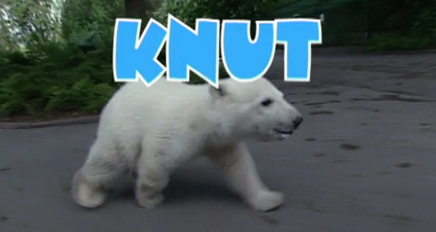 Knut! – Bild: rbb