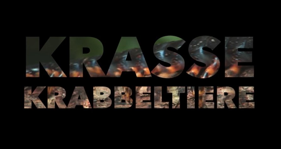 Krasse Krabbeltiere – Bild: arte / ZDF / Wildbear Entertainment Krasse Krabbeltiere – Bild: arte / ZDF / Wildbear Entertainment
