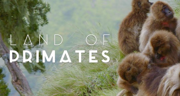 Land der Primaten – Bild: Smithsonian Channel Land der Primaten – Bild: Smithsonian Channel