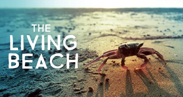 Lebendiger Strand – Bild: Smithsonian Channel Lebendiger Strand – Bild: Smithsonian Channel