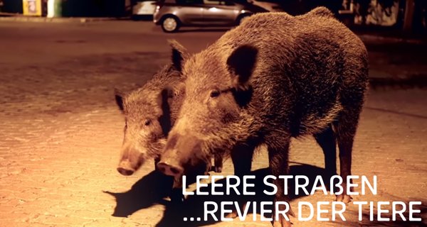 Leere Straßen, Revier der Tiere – Bild: arte